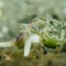 Macro diving in Secret Bay