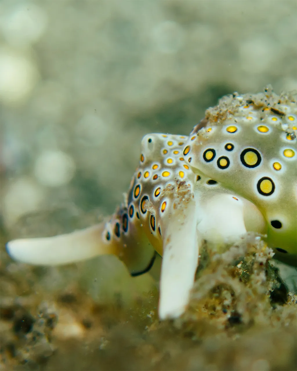 Macro diving in Secret Bay