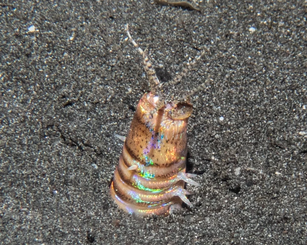Macro diving in Secret Bay