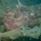 Macro diving in Secret Bay