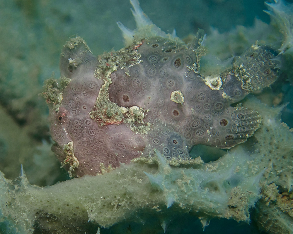 Macro diving in Secret Bay
