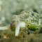 Macro diving in Secret Bay