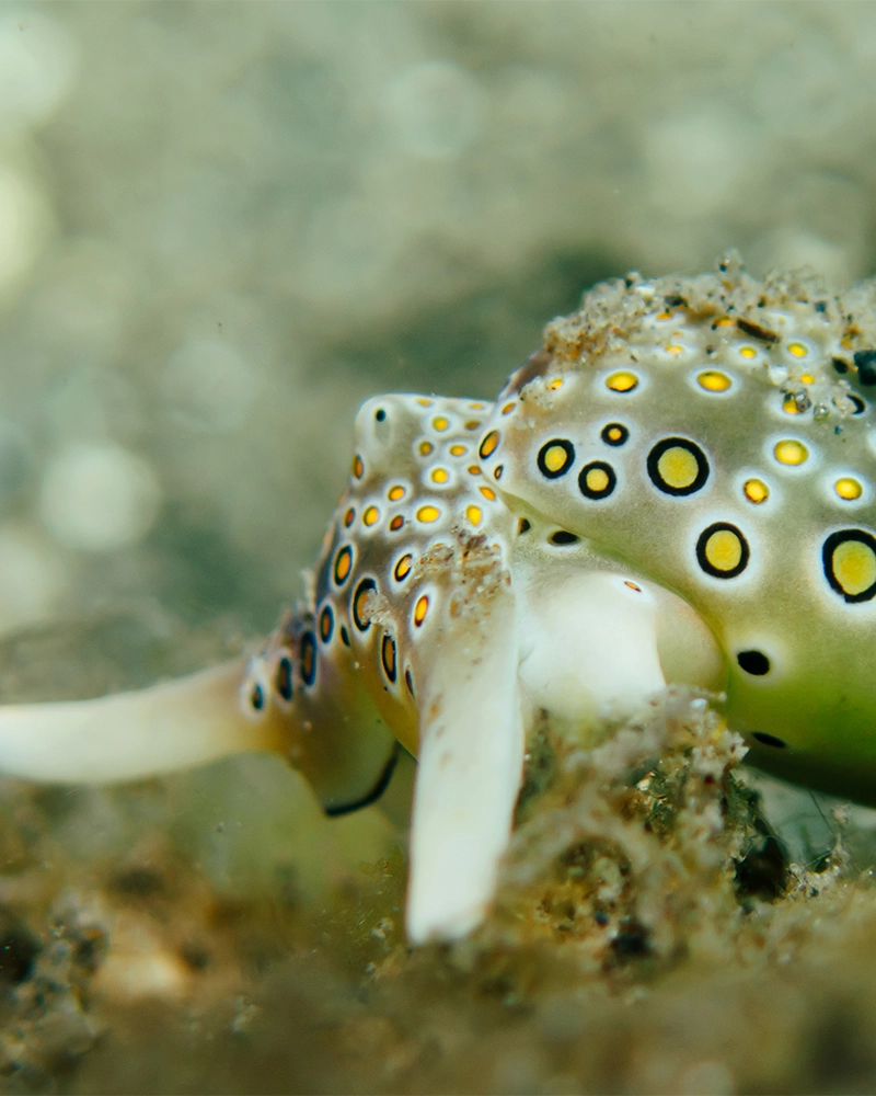 Macro diving in Secret Bay
