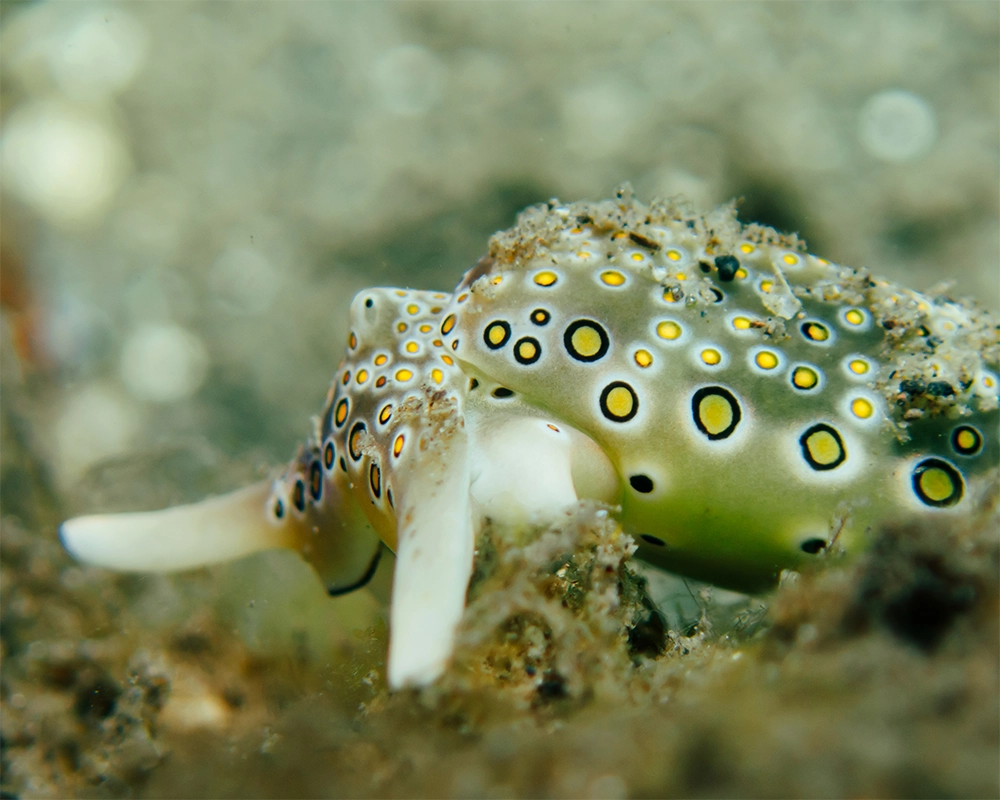 Macro diving in Secret Bay