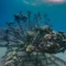 BioRock coral restoration structure in Pemuteran (image credit: Peter Vogt)
