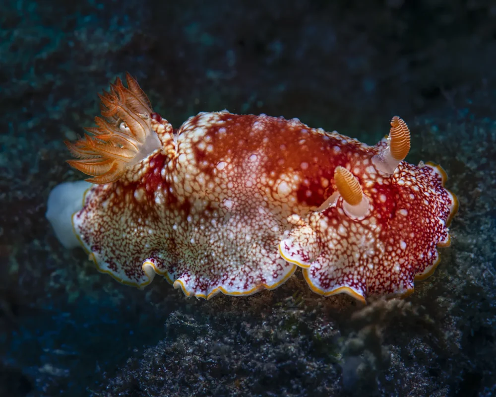 Chromodoris nudibranch photographed in Pemuteran (image credit: Arne Hodalič)