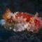 Chromodoris nudibranch photographed in Pemuteran (image credit: Arne Hodalič)