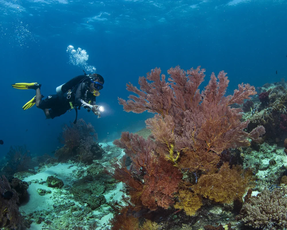 Gorgonian sea fan on a Menjangan Island reef (image credit: Peter Vogt)