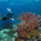 Gorgonian sea fan on a Menjangan Island reef (image credit: Peter Vogt)