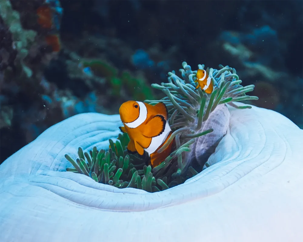Anemonefish on a coral reef in Pemuteran (image credit: Peter Vogt)