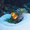 Anemonefish on a coral reef in Pemuteran (image credit: Peter Vogt)
