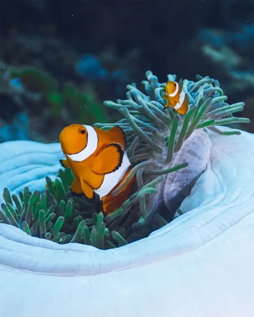 Anemonefish on a reef in Pemuteran (image credit: Peter Vogt)