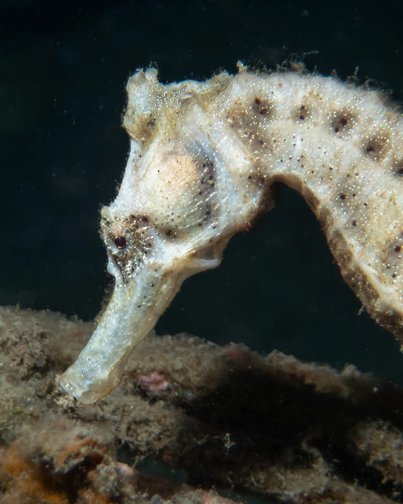 seahorse macro diving Pemuteran