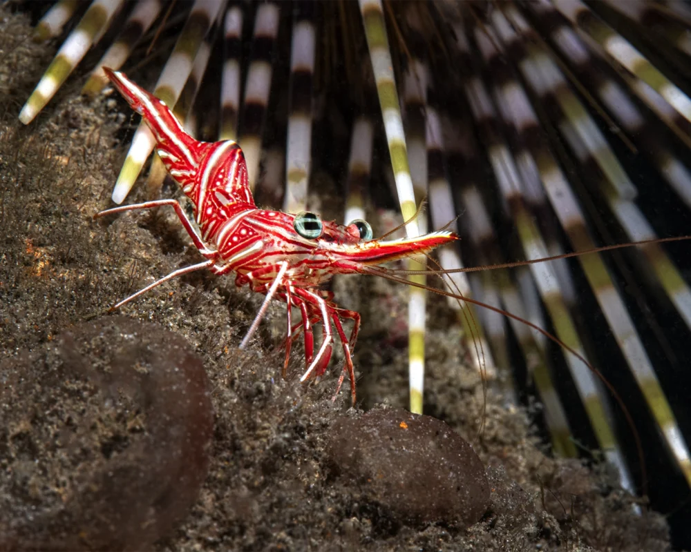 Shrimp photographed during a night dive in Pemuteran Arne Hodalič