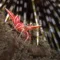 Shrimp photographed during a night dive in Pemuteran Arne Hodalič